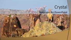  Presentation with egyptian - PPT theme featuring plant life - socotra osprey egyptian vulture background and a light blue colored foreground