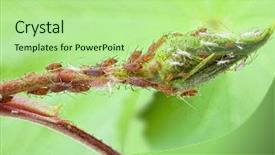  Presentation with louse - PPT layouts enhanced with aphids - plant louse colony or aphid background and a mint green colored foreground
