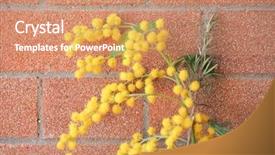  Presentation with blue flower - Slide deck featuring plant mimosa aka acacia background and a coral colored foreground