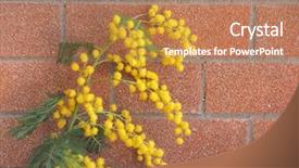  Presentation with iris flower yellow - Presentation design enhanced with plant mimosa aka acacia background and a coral colored foreground