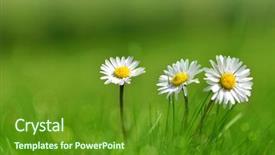  Presentation with daisy - PPT theme with plant nature - daisy flowers in grass soft background and a tawny brown colored foreground