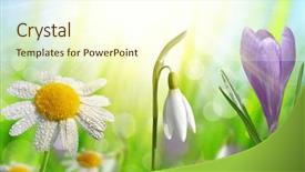  Presentation with snowdrop - Audience pleasing slide set consisting of plant nature - spring flower crocus daisy backdrop and a  colored foreground