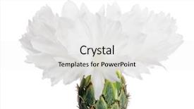  Presentation with pet plant industrial - Presentation theme having plant nature cornflower blossom petal background and a  colored foreground