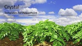  Presentation with potato - Amazing slides having plant organic - close up of a potato backdrop and a light blue colored foreground
