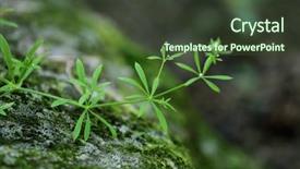  Presentation with moss - Beautiful PPT layouts featuring plant over green moss backdrop and a tawny brown colored foreground