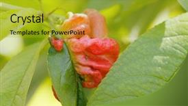  Presentation with fungus - PPT theme having plant pathogens - diseased leaf of hydrangea serrata background and a gold colored foreground