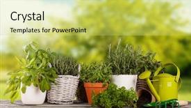  Presentation with herbs - PPT theme enhanced with plant pot - various kinds of fresh herbs background and a yellow colored foreground
