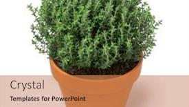  Presentation with thyme - Presentation theme enhanced with plant-pot-with-a-fresh background and a coral colored foreground