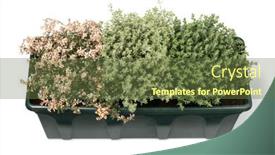  Presentation with thyme - Slides with plant-pot-with-a-variation background and a tawny brown colored foreground