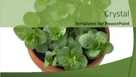 Presentation with orange plant - Slides featuring plant-pot-with-fresh-green background and a seafoam green colored foreground