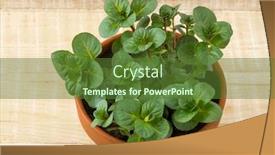  Presentation with orange plant - Theme featuring plant-pot-with-fresh-green background and a tawny brown colored foreground