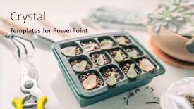  Presentation with home gardening - Theme having plant-propagation-diy-gardening-succulent background and a lemonade colored foreground