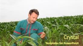  Presentation with corn plant - Cool new PPT layouts with plant research - farmer with electronic tablet analyzing backdrop and a tawny brown colored foreground