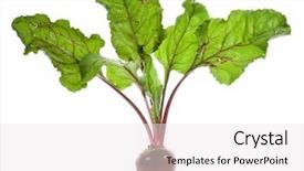  Presentation with root plant - Cool new presentation theme with plant roots - beet root isolated on white backdrop and a white colored foreground
