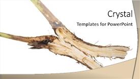  Presentation with root plant - Slide set consisting of plant roots - chicory root sliced background and a  colored foreground