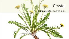  Presentation with dandelion - PPT theme enhanced with plant roots - dandelion taraxacum officinale isolated background and a soft green colored foreground