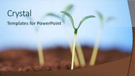  Presentation with green life - Slides featuring plant roots - green seedling illustrating concept background and a  colored foreground