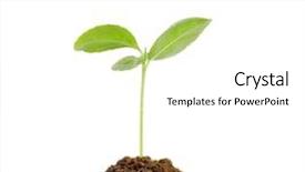  Presentation with white green - Cool new slides with plant roots - green sprout growing isolated backdrop and a white colored foreground