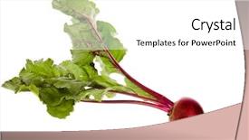  Presentation with plant roots - Theme consisting of plant roots - one single beet beetroot table background and a white colored foreground