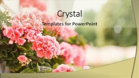  Presentation with geranium - Presentation theme with plant roots - pink geranium background and a soft green colored foreground