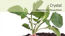  Presentation with plant roots - PPT theme having plant roots - radish growing on soil pile background and a soft green colored foreground