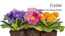  Presentation with marble ink colorful marble - Colorful slide set enhanced with plant roots - row of colorful blooming primrose backdrop and a white colored foreground