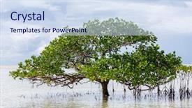  Presentation with seashore - Slide deck consisting of plant salinity - beautiful mangrove tree growing background and a sky blue colored foreground