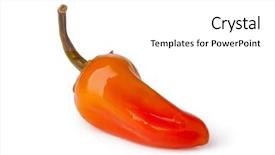  Presentation with chocolates pepper - PPT theme enhanced with plant salinity - pickled pepper isolated on white background and a white colored foreground