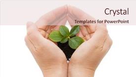  Presentation with sprout - Presentation having plant sapling - young sprout and hands background and a  colored foreground