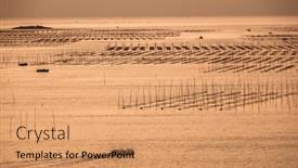  Presentation with seaweed - Theme consisting of plant-seaweed-at-coastline background and a coral colored foreground