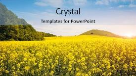  Presentation with sunlight - Beautiful PPT theme featuring plant seeds greatness - captivating views of canola field backdrop and a  colored foreground