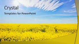  Presentation with global warming - PPT theme consisting of plant seeds greatness - great canola field in sunlight background and a light blue colored foreground