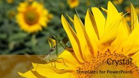  Presentation with green visi - Beautiful presentation design featuring plant seeds greatness - great green grasshopper tettigonia viridissima backdrop and a gold colored foreground