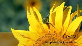  Presentation with green - Colorful presentation enhanced with sportive handsome bearded guy in black and white checkered shirt funny shouting face holding blue cup on textured brick wall background copy space backdrop and a gray colored foreground.