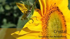  Presentation with green visi - Cool new PPT theme with plant seeds greatness - great green grasshopper tettigonia viridissima backdrop and a gold colored foreground