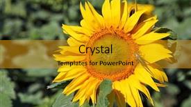  Presentation with green - Slide set enhanced with plant seeds greatness - great green grasshopper tettigonia viridissima background and a gold colored foreground