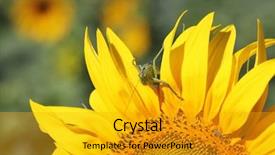  Presentation with green ourdoors - Cool new presentation with plant seeds greatness - great green grasshopper tettigonia viridissima backdrop and a gold colored foreground