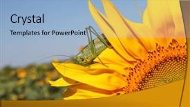  Presentation with green organic chemistry - Presentation theme enhanced with plant seeds greatness - great green grasshopper tettigonia viridissima background and a light blue colored foreground