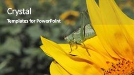  Presentation with green - Slide deck with plant seeds greatness - great green grasshopper tettigonia viridissima background and a tawny brown colored foreground