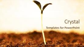  Presentation with seedling - Beautiful slides featuring plant soil - seedling showing dead nature backdrop and a cream colored foreground