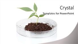 Presentation with genetically - Slide deck consisting of plant tested in petri dish background and a white colored foreground