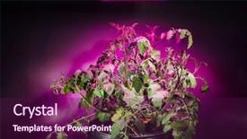  Presentation with tomato plant - Presentation theme consisting of plant under led grow light background and a wine colored foreground