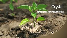  Presentation with soil fertilizer - Audience pleasing presentation theme consisting of plant with fertilizer over soil backdrop and a tawny brown colored foreground