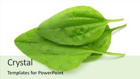  Presentation with plantain - Colorful presentation theme enhanced with plantago major greater plantain backdrop and a yellow colored foreground