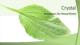  Presentation with plantain - PPT theme having plantago - plantain leaf isolated background and a mint green colored foreground