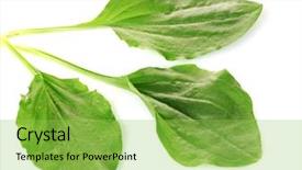  Presentation with plantain - Presentation theme enhanced with plantago - plantain leves isolated background and a yellow colored foreground