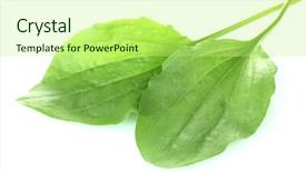  Presentation with plantain - PPT layouts enhanced with plantago - plantain leves isolated background and a mint green colored foreground