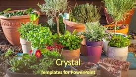  Presentation with flower pots - Slide set having plantas - outdoor flower pots for small background and a tawny brown colored foreground