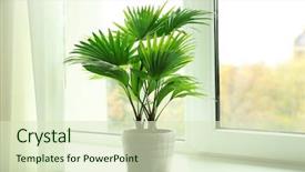  Presentation with beach palm tree wedding - Slide deck enhanced with plantas - palm tree livistona rotundifolia background and a soft green colored foreground