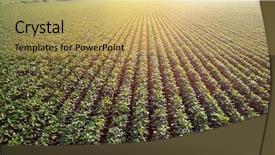  Presentation with grown - Audience pleasing PPT layouts consisting of plantation - field with grown soy backdrop and a yellow colored foreground